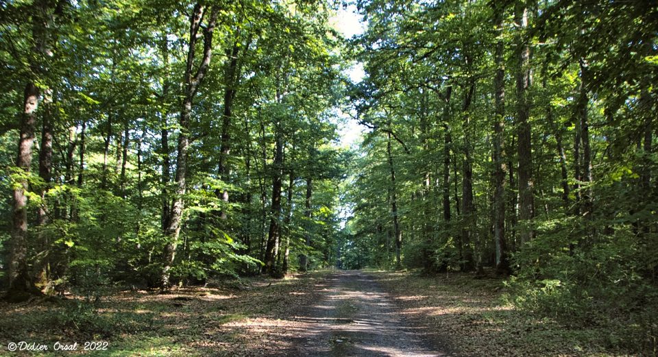 022-08-12 Tour du Bois de La Ferrière 00019