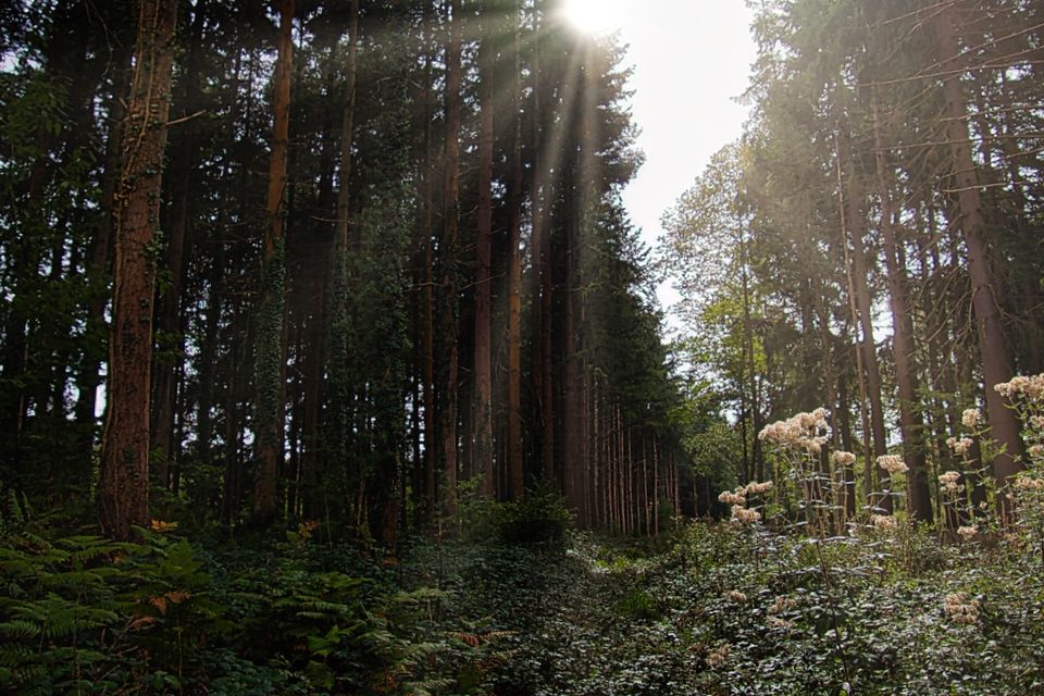 Tour du bois de Dambrai
