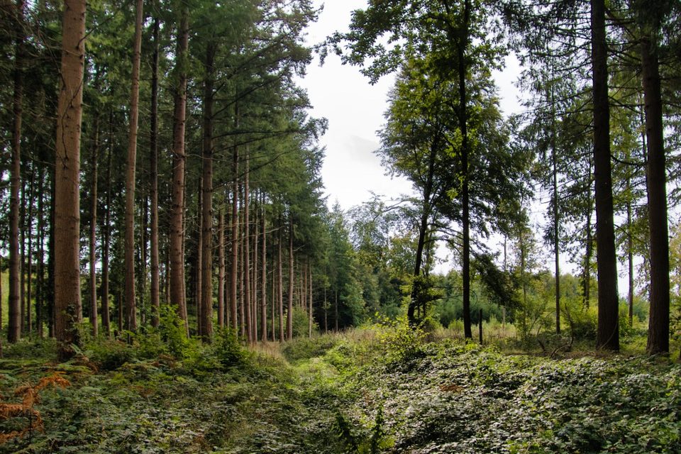 Chemin dans les sapins