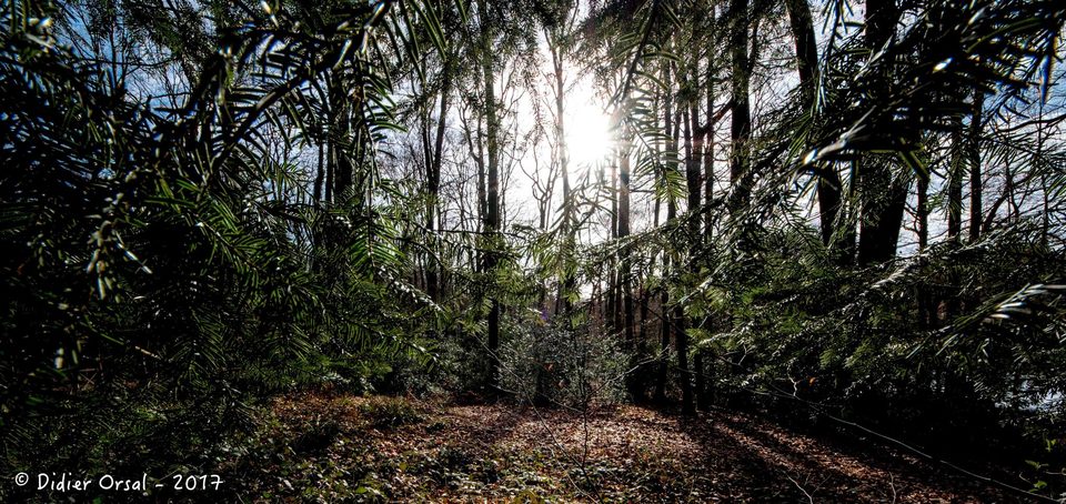 Sous-bois, en forêt de Bellême