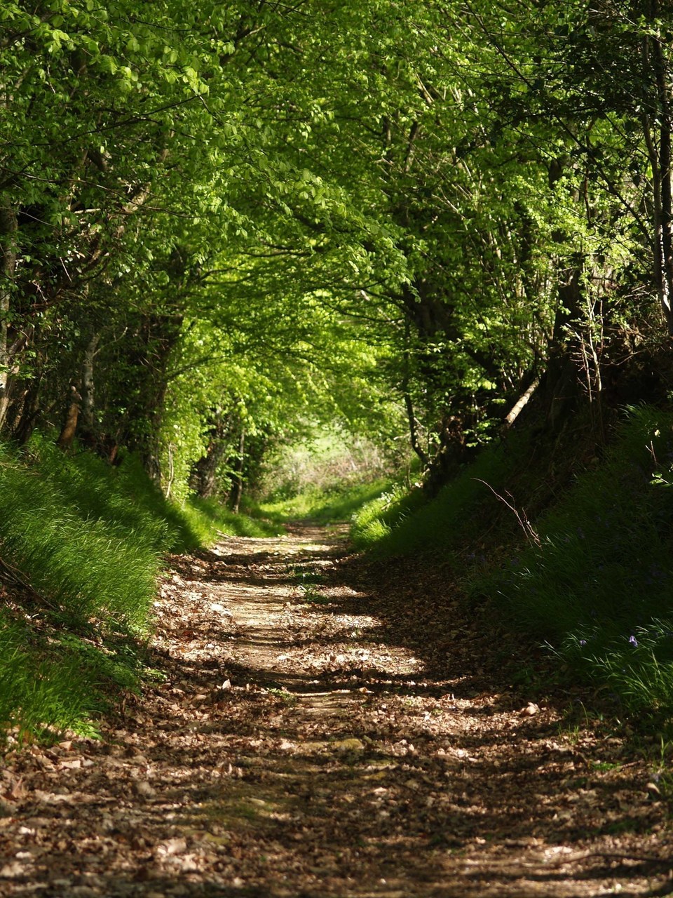 Chemin creux