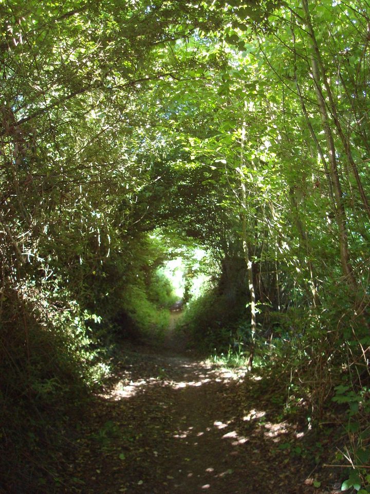 Forêt de Bellême © OT des collines du Perche Normand
