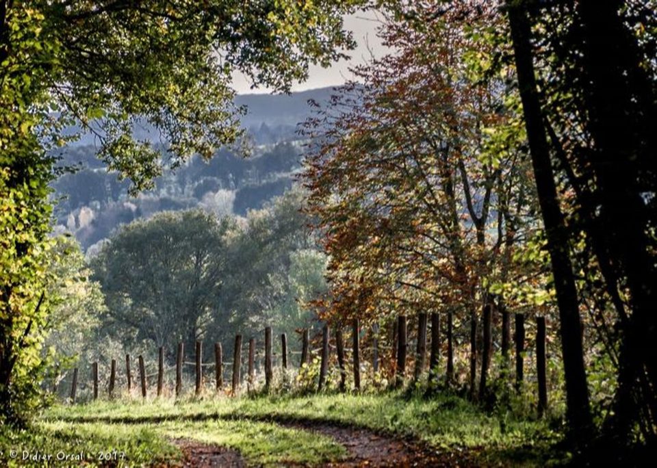 A l'orée des bois