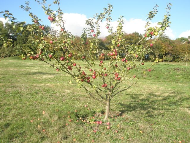 Arboretum de Miermaigne-OT Perche