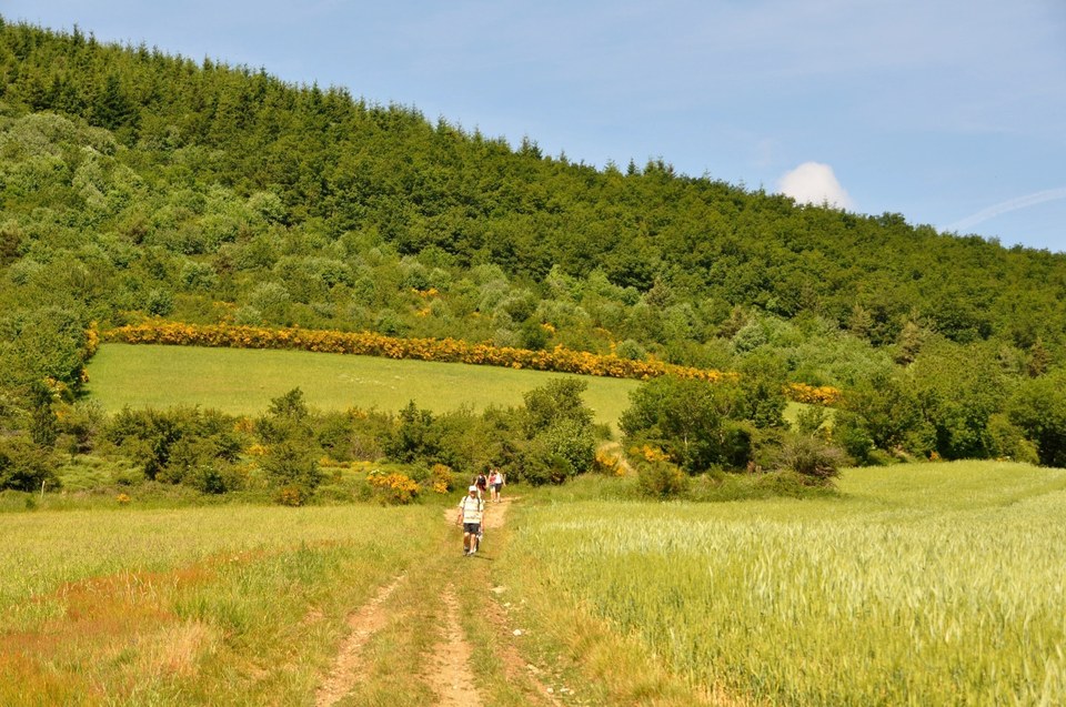 Sentier des Batraciens - Farnay n° 1