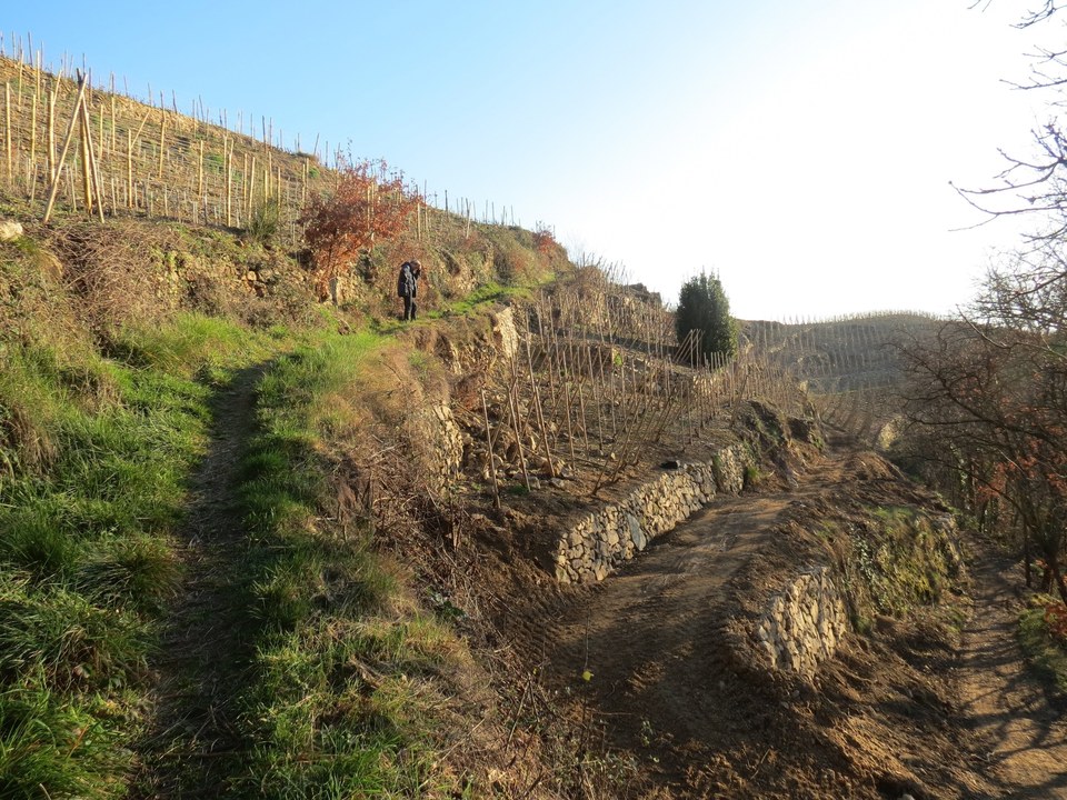 Passage dans le vignoble