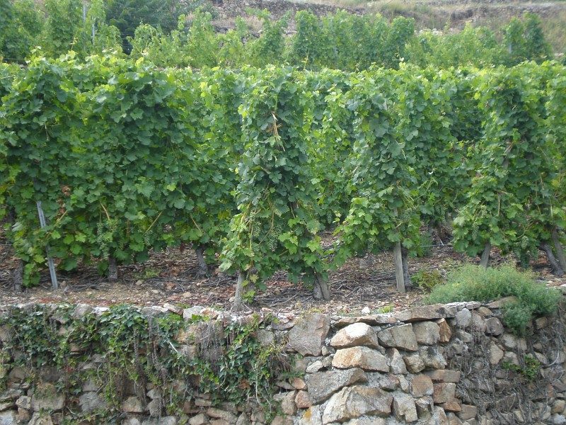 Le vignoble Pétribocien