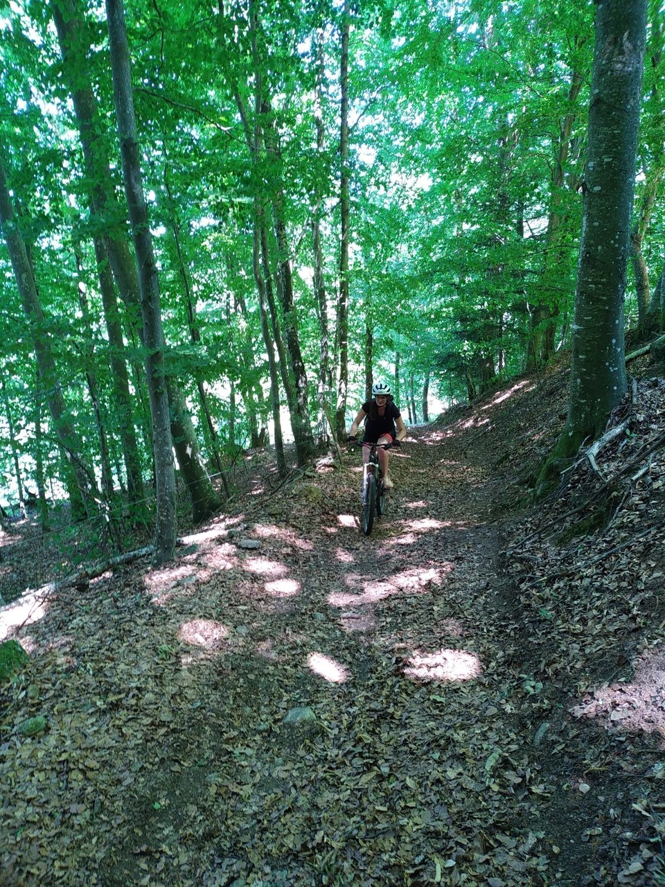 passage en hêtraie
