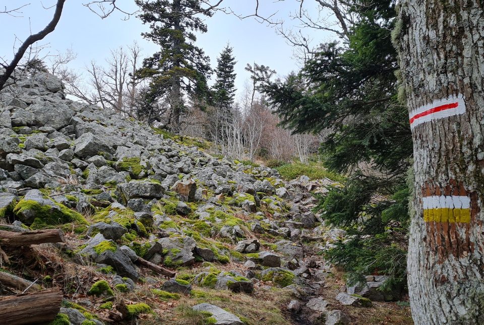 un balisage et une limite de parcelle forestière