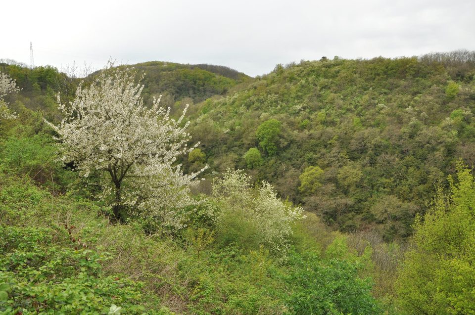 Les Roches - Loire-sur-Rhône n°1