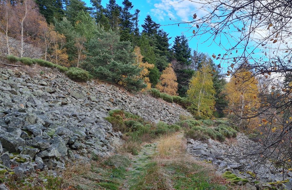 passage dans un chirat en bord de hêtraie