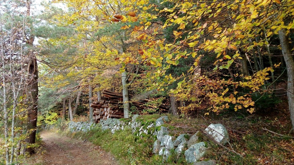 Forêt de hêtre