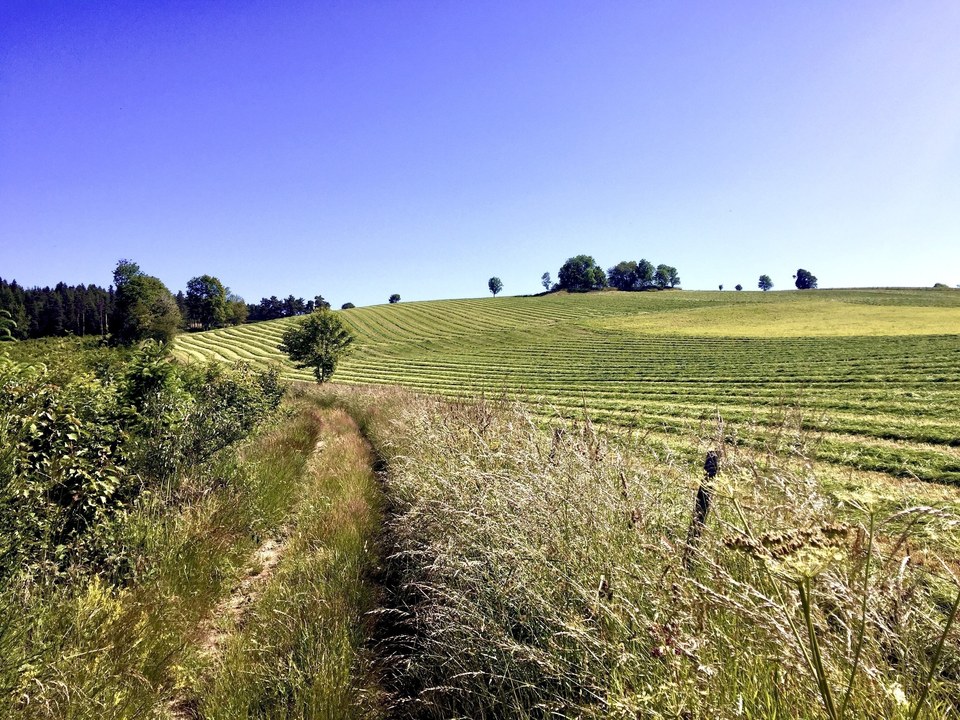 3-chemin en herbe