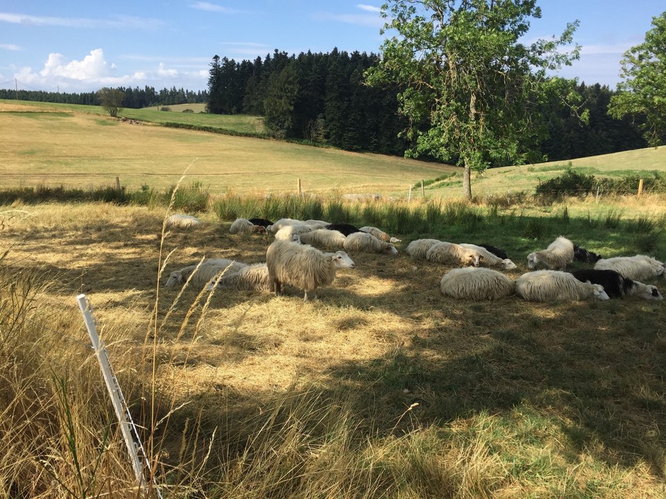 15-mouton