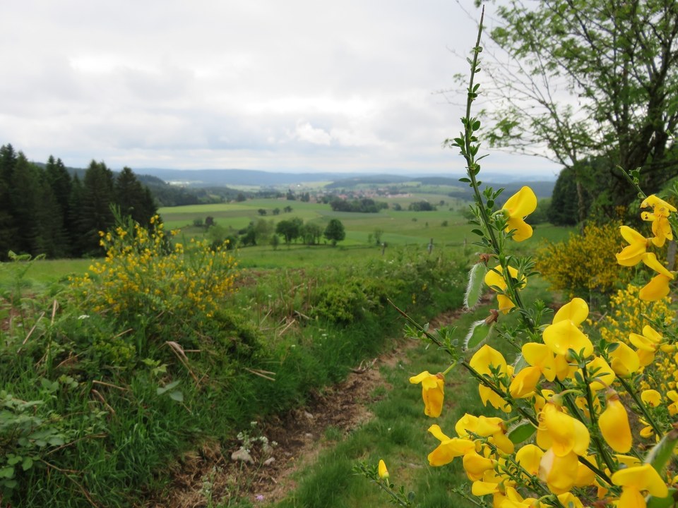 IMG_0410 - Copie