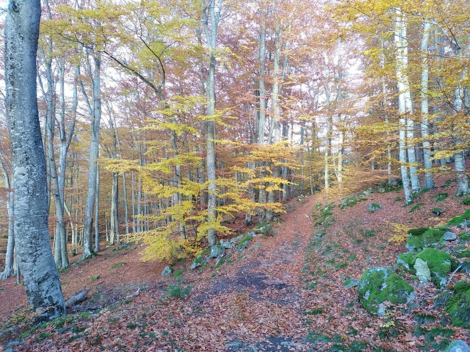 Traversée de la hêtraie à l'automne