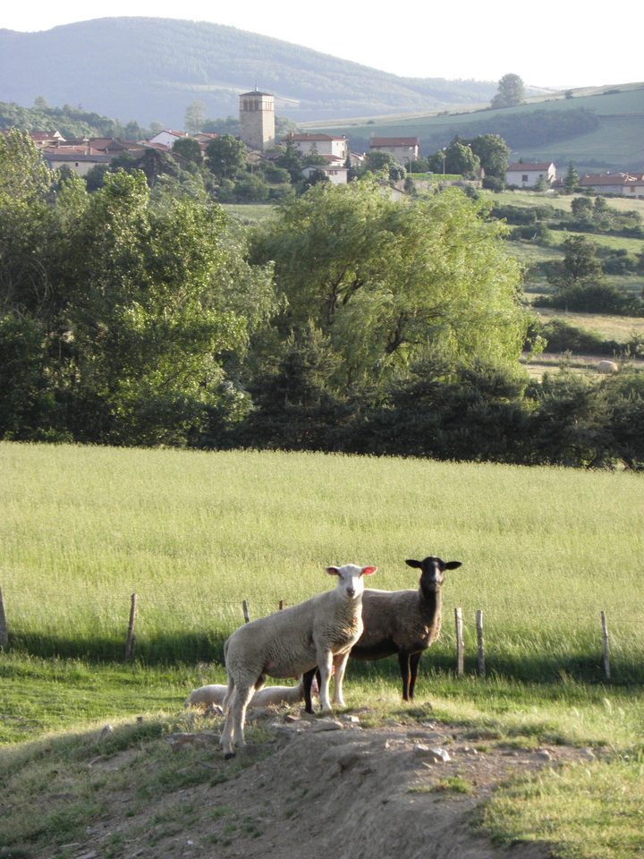 village avec moutons en 1er plan
