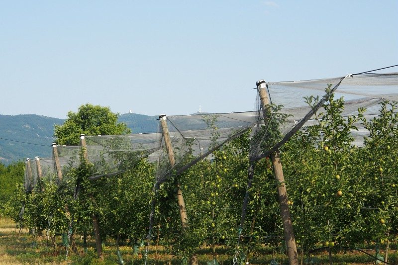 Sentier n°9 Flore (Depuis la Croix de Chaubouret)