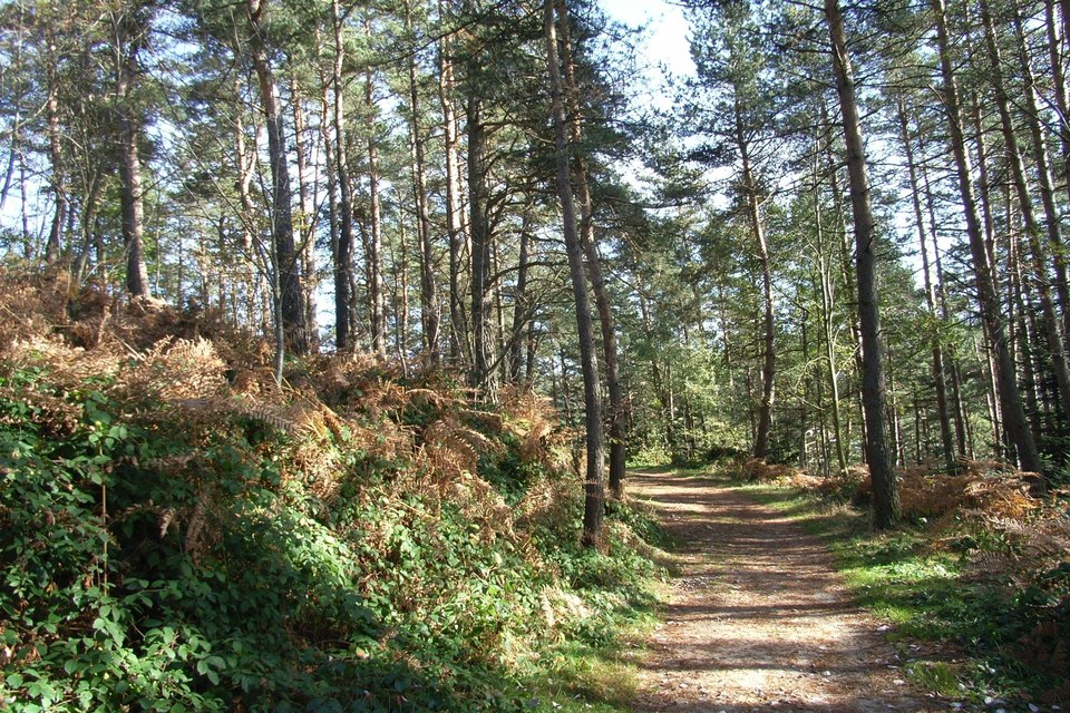 Chemin_Foret