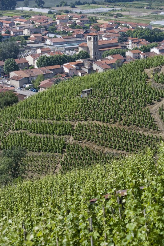Les Vignes - Ampuis n° 1