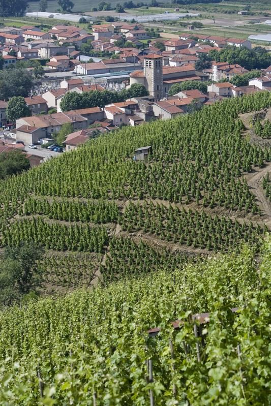 Les Vignes - Ampuis n° 1 (copy)