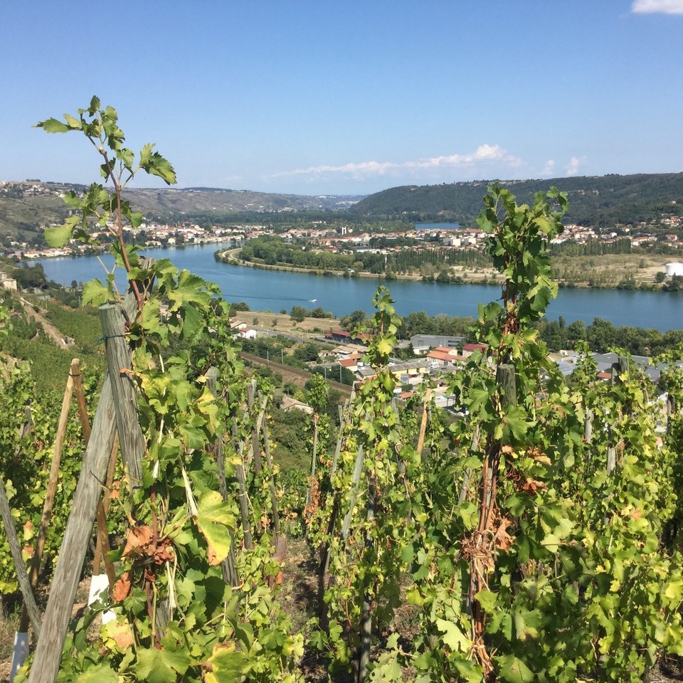 les vignes 2