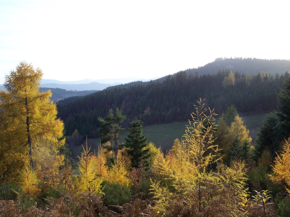 Le Petit Chemin des Bois - Colombier n° 1