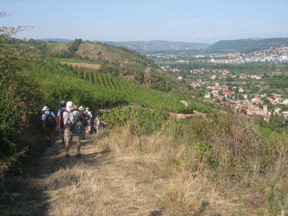 Les Vignobles - Chavanay n° 1