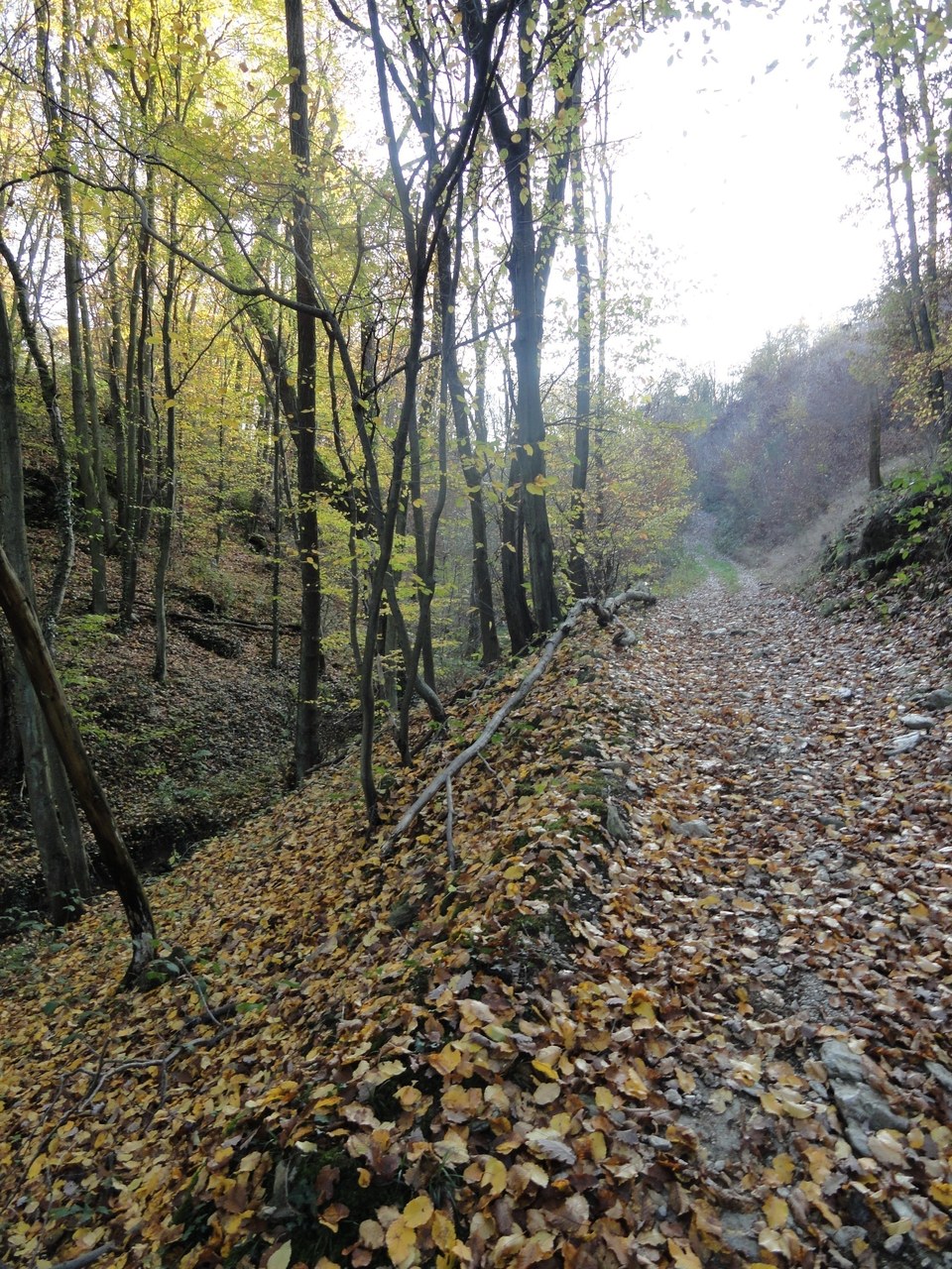 chemin-sous-bois