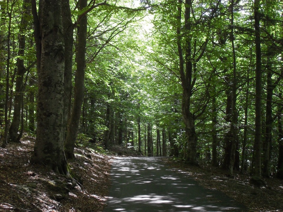 Bois de Couroules - Véranne n° 2