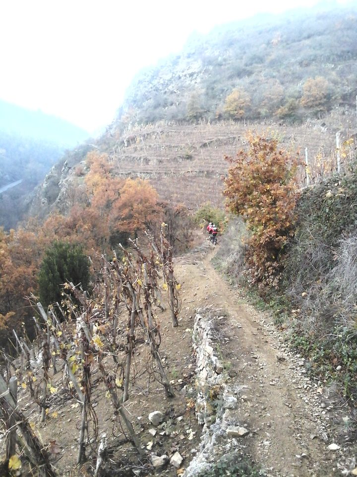 passage dans les vignes