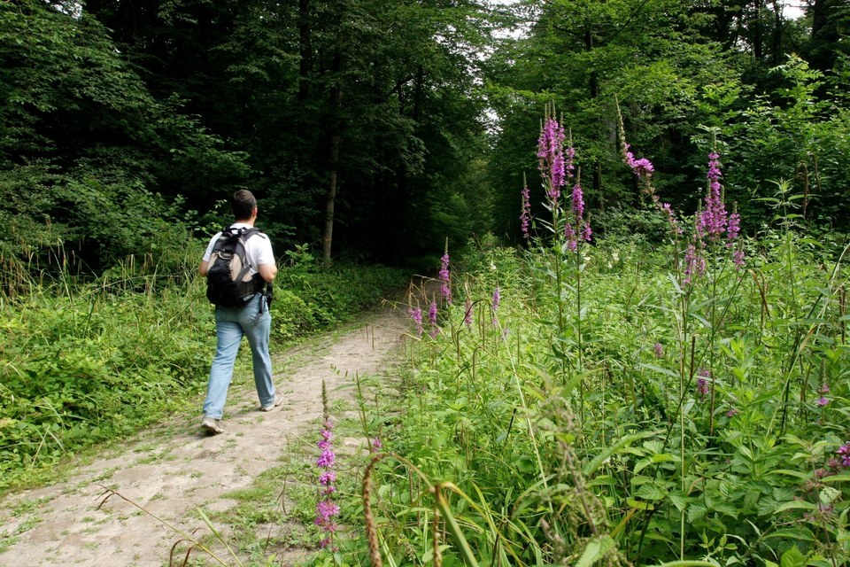 Dans la forêt des moines
