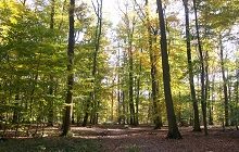 Forêt d'Halatte à l'automne
