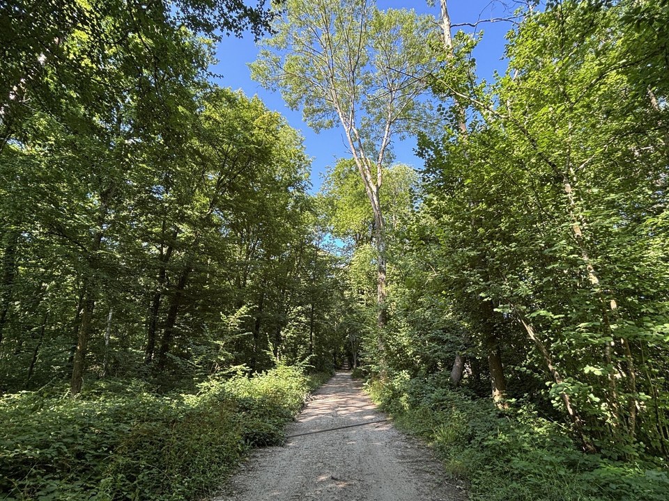 CH3 Le bois de la tour du Lay