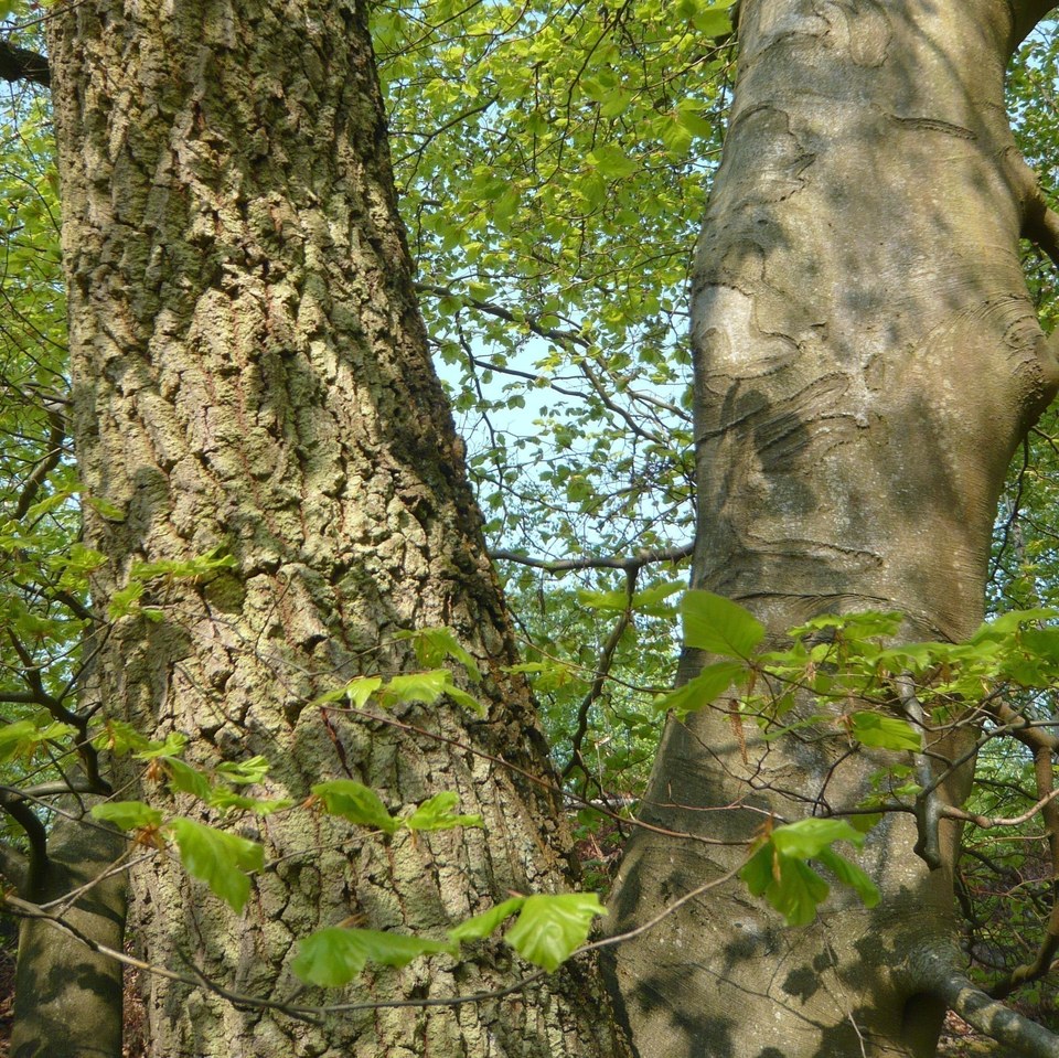 En forêt de Pontarmé