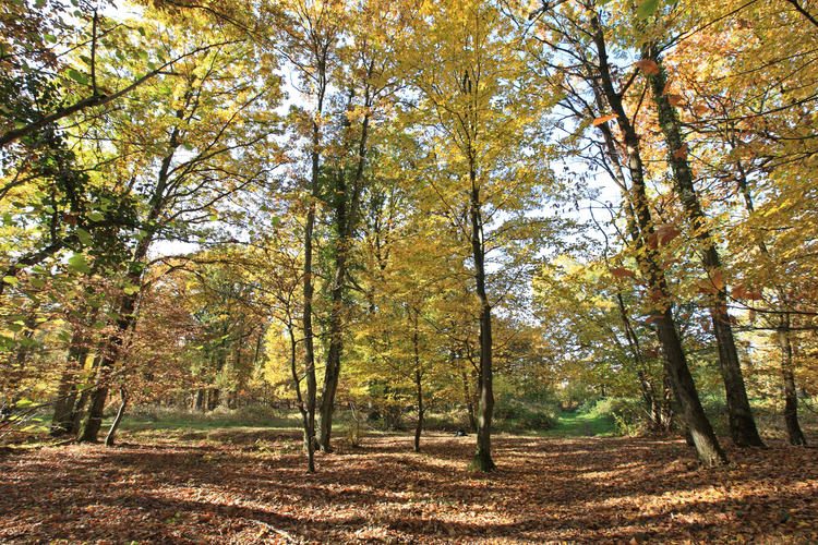 La petite balade en forêt