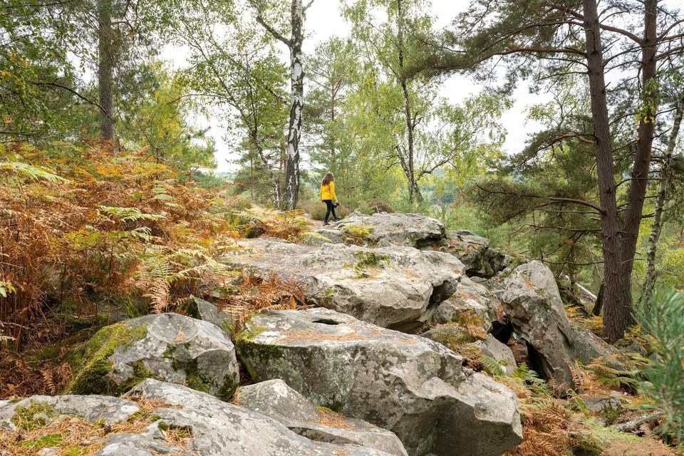 Forêt de Rambouillet et rochers d'Angennes