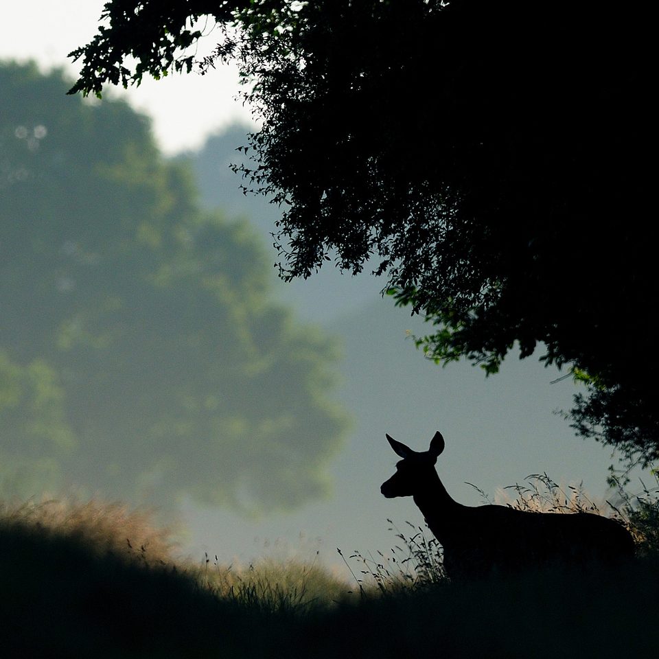 Sur les traces de la faune sauvage