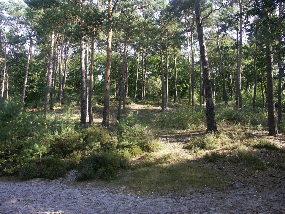 Forêt d’Ermenonville, un air de Méditerranée