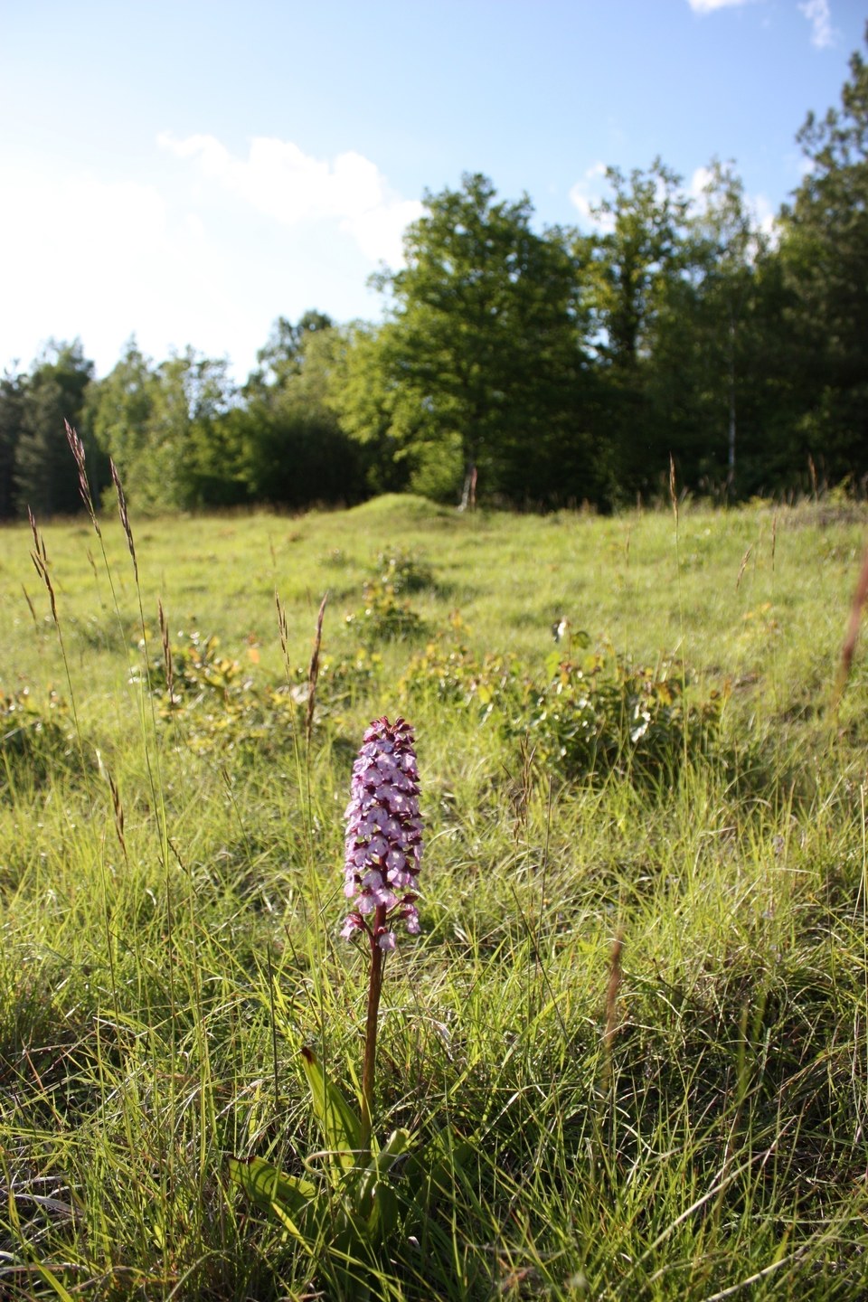 Orchidée - bois de Morval