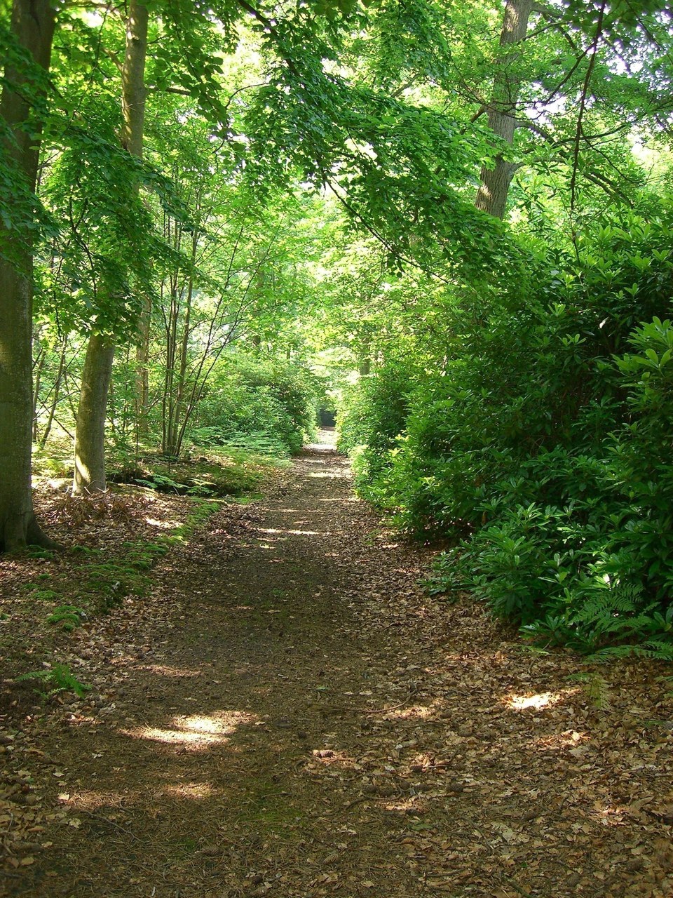 Bois de la Tour du Lay