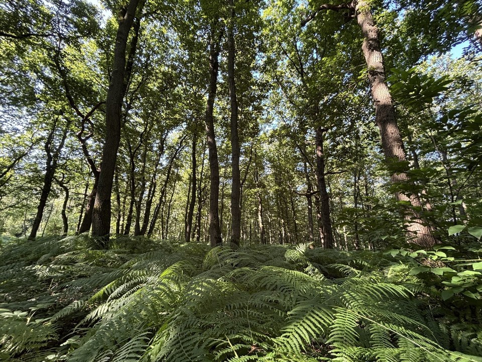 Bois de la Tour du Lay