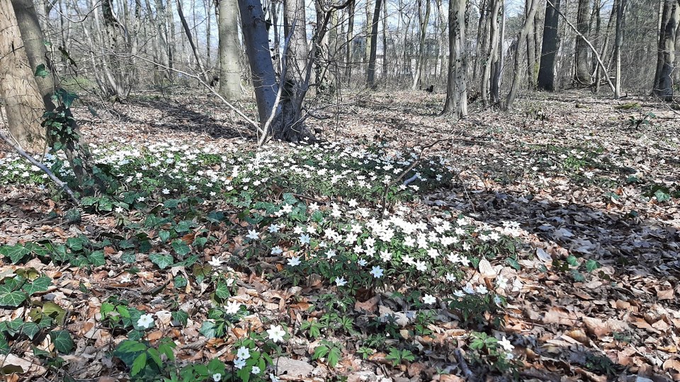 Sous-bois au printemps