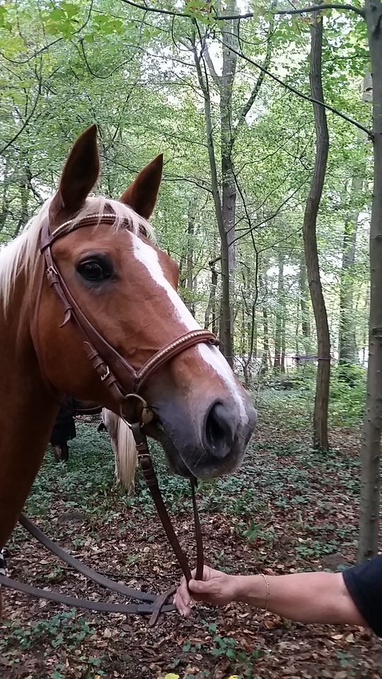 Pause en forêt