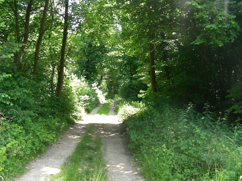 Bois d'en haut