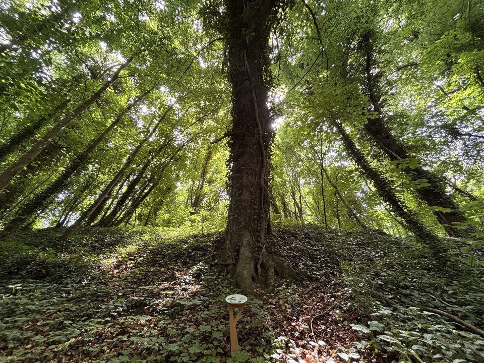 arbre à Courcelles-sur-Viosne