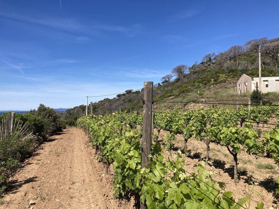 Vignobles sur le circuit du Cap Lardier