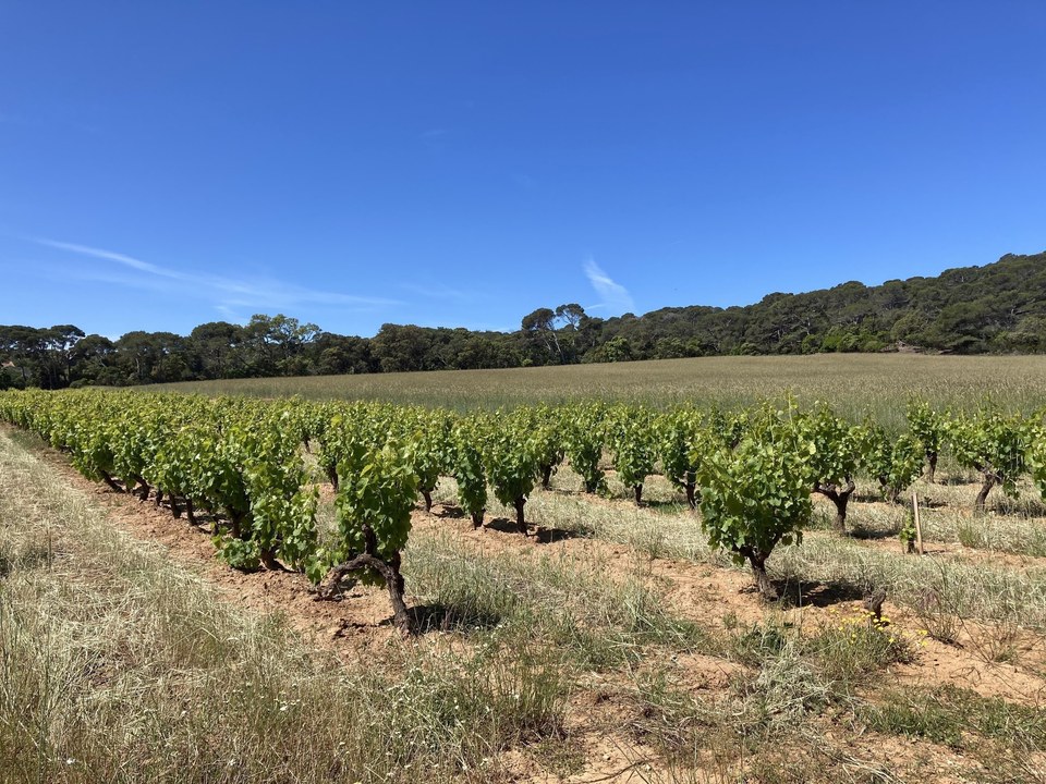 Vignobles à Porquerolles