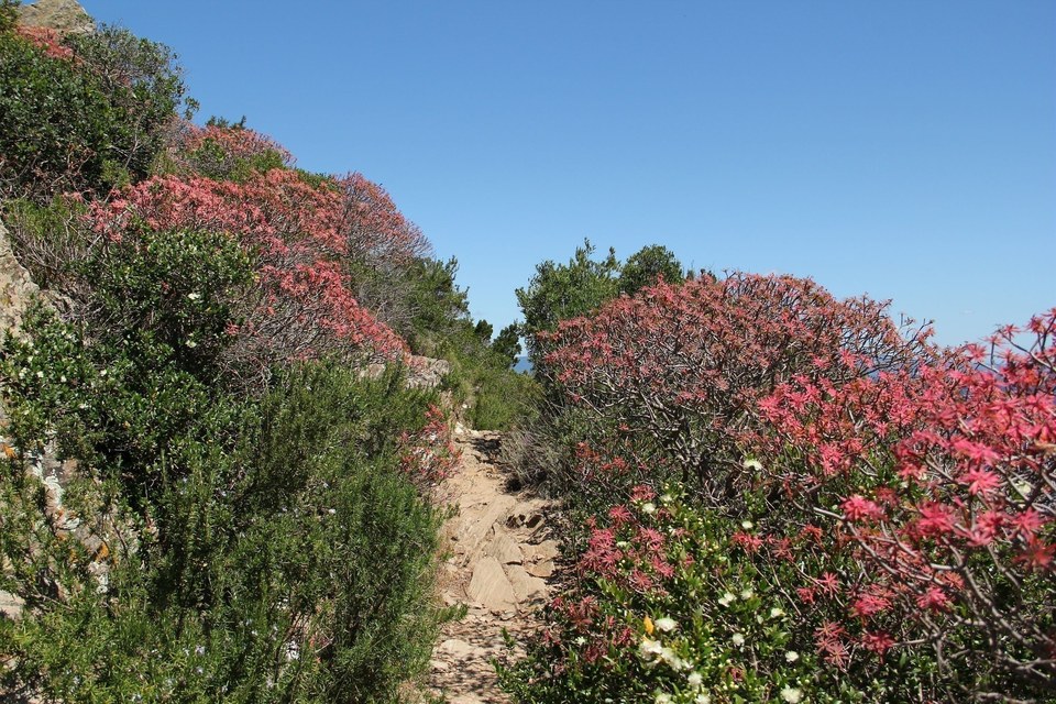 Euphorbes arborescentes au mois de juin le long du sentier des plantes