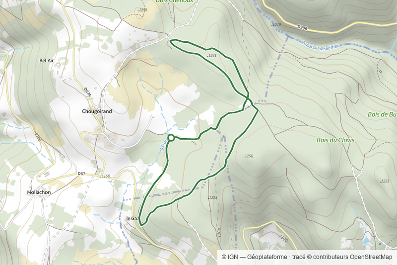 Sur la piste du chevreuil